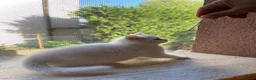 British gatti in vendita: 🐾 I piccoli gattini pelosi e adorabili  - Annuncio 10
