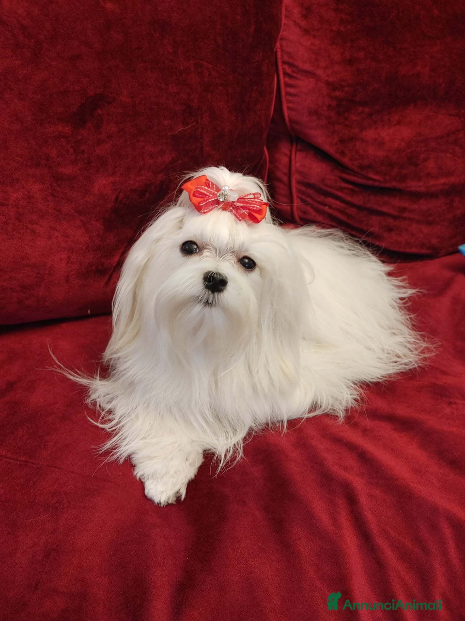 Maltese cani 4 Principini bianchi Maltesi - Annuncio 1