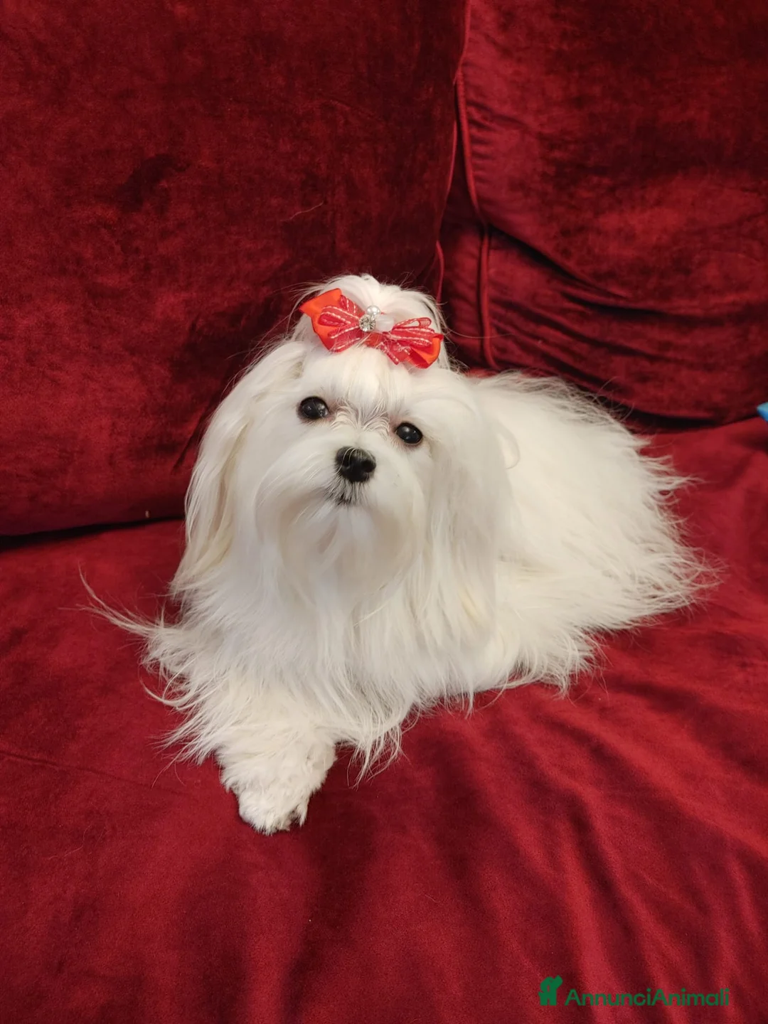 Maltese cani in vendita: 4 Principini bianchi Maltesi - Annuncio 1