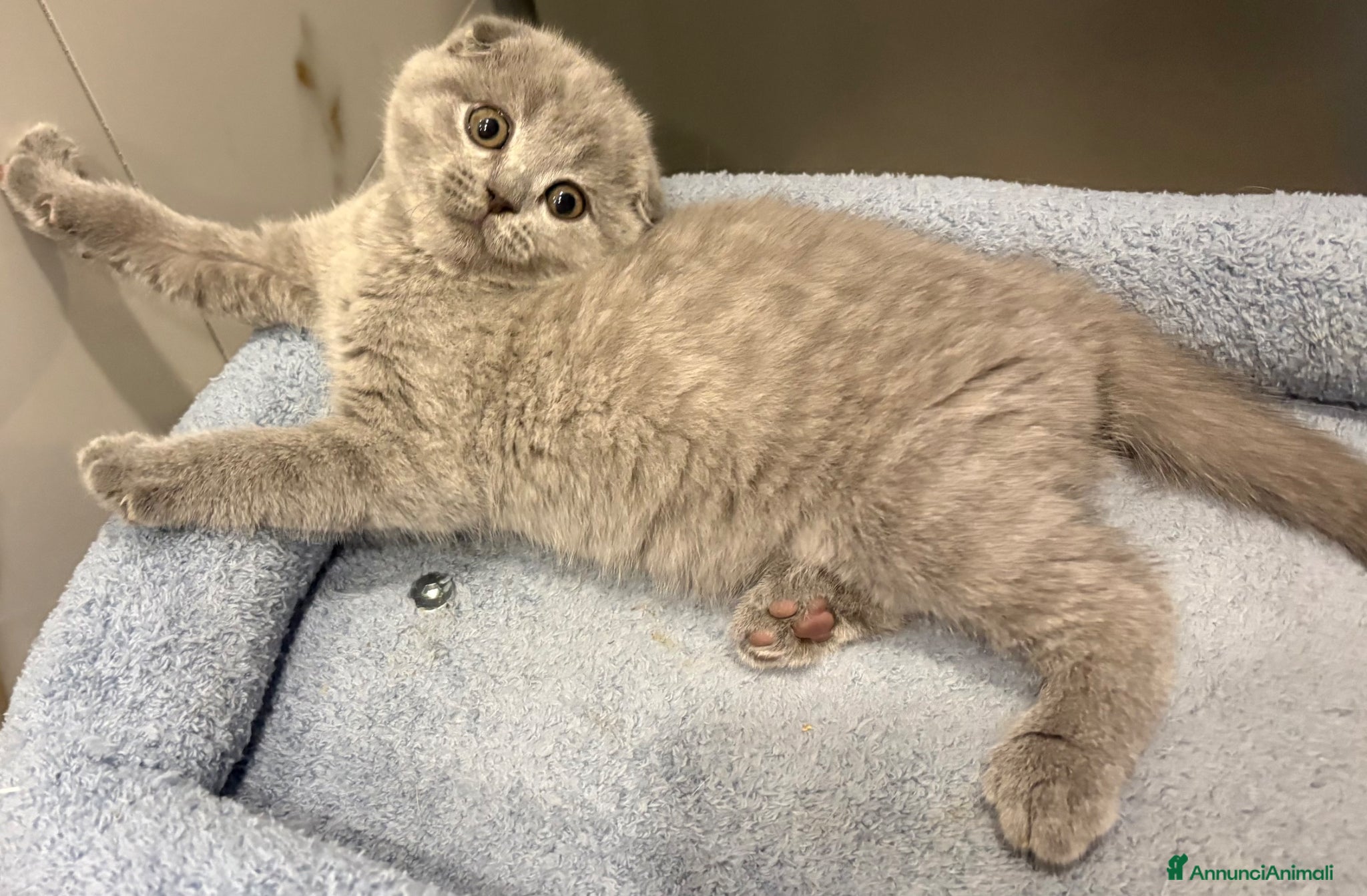 British gatti Scottish fold sthrait  - Annuncio 34