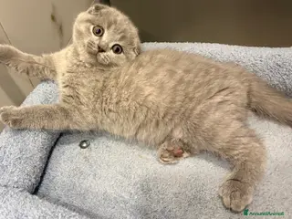 British gatti Scottish fold sthrait - Annuncio 34