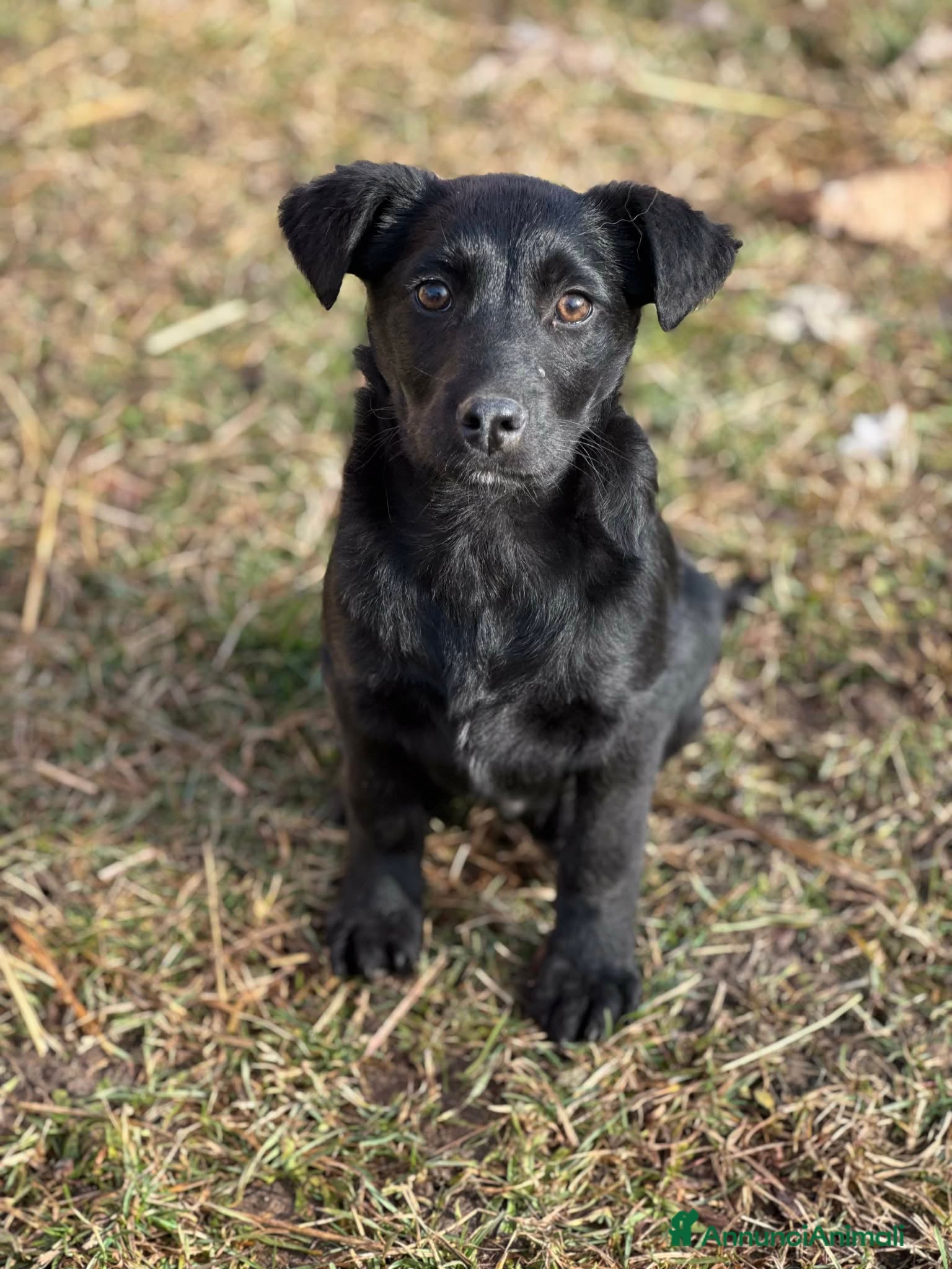 Meticcio cani LEX e NOIR, cuccioli incredibilmente dolci! - Annuncio 19