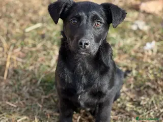 Meticcio cani LEX e NOIR, cuccioli incredibilmente dolci! - Annuncio 19