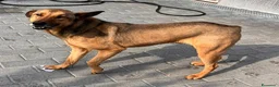 Meticcio cani in regalo: ULISSE LUPETTO - Annuncio 11