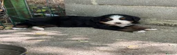 Bovaro del Bernese cani in vendita: Cucciole di Bovaro del Bernese - Annuncio 6