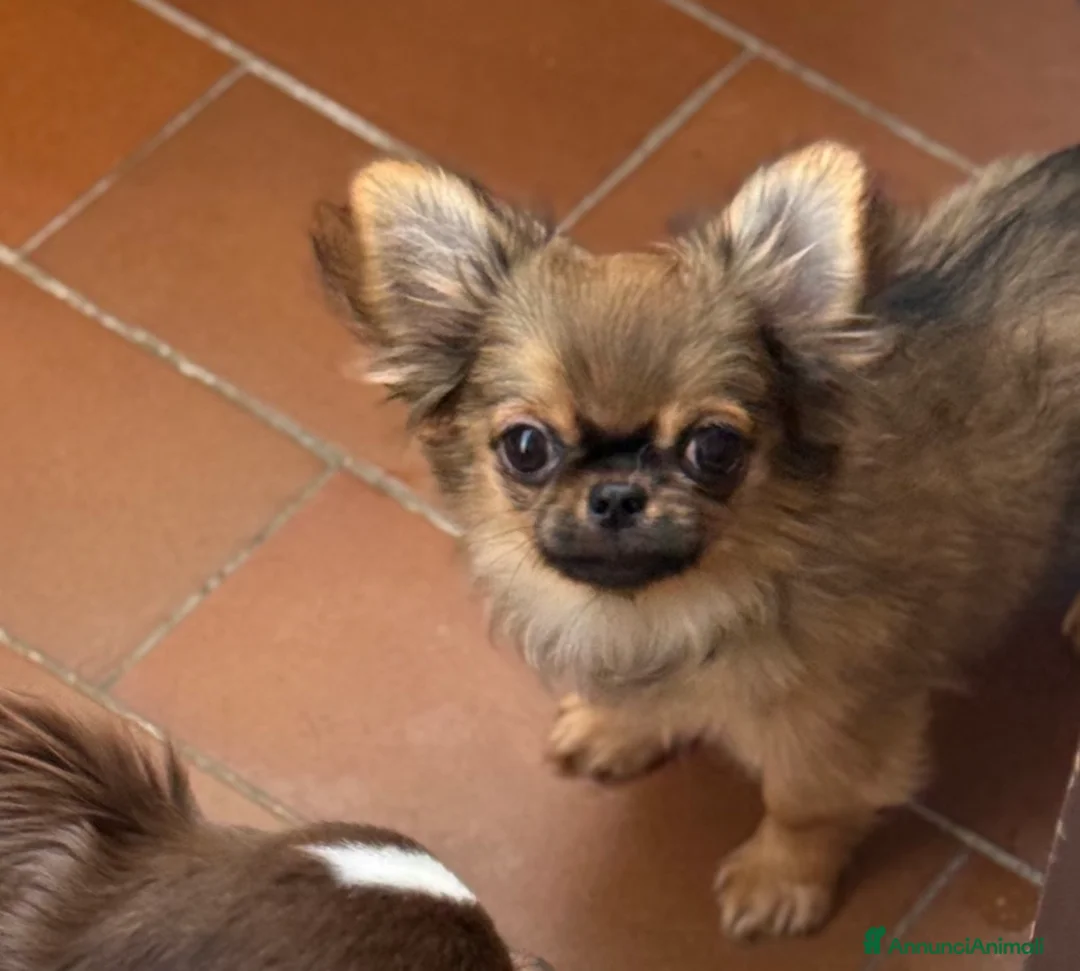 Chihuahua cani in vendita: Chihuahua mini  - Annuncio 3