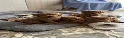 Barboncino cani in vendita: Barboncini adorabili cercano amore - Annuncio 1