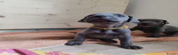 Weimaraner cani in vendita: Weimaraner blu - Annuncio 8