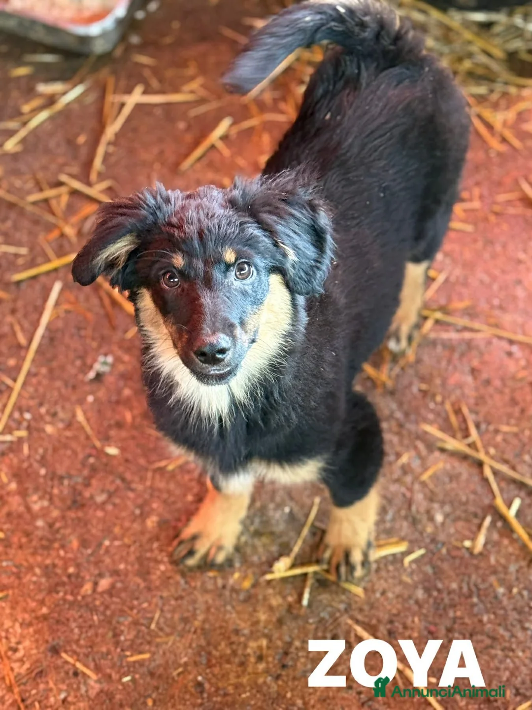 Meticcio cani in regalo: ZAYN & ZOYA, splendidi cuccioli dolcissimi! - Annuncio 2