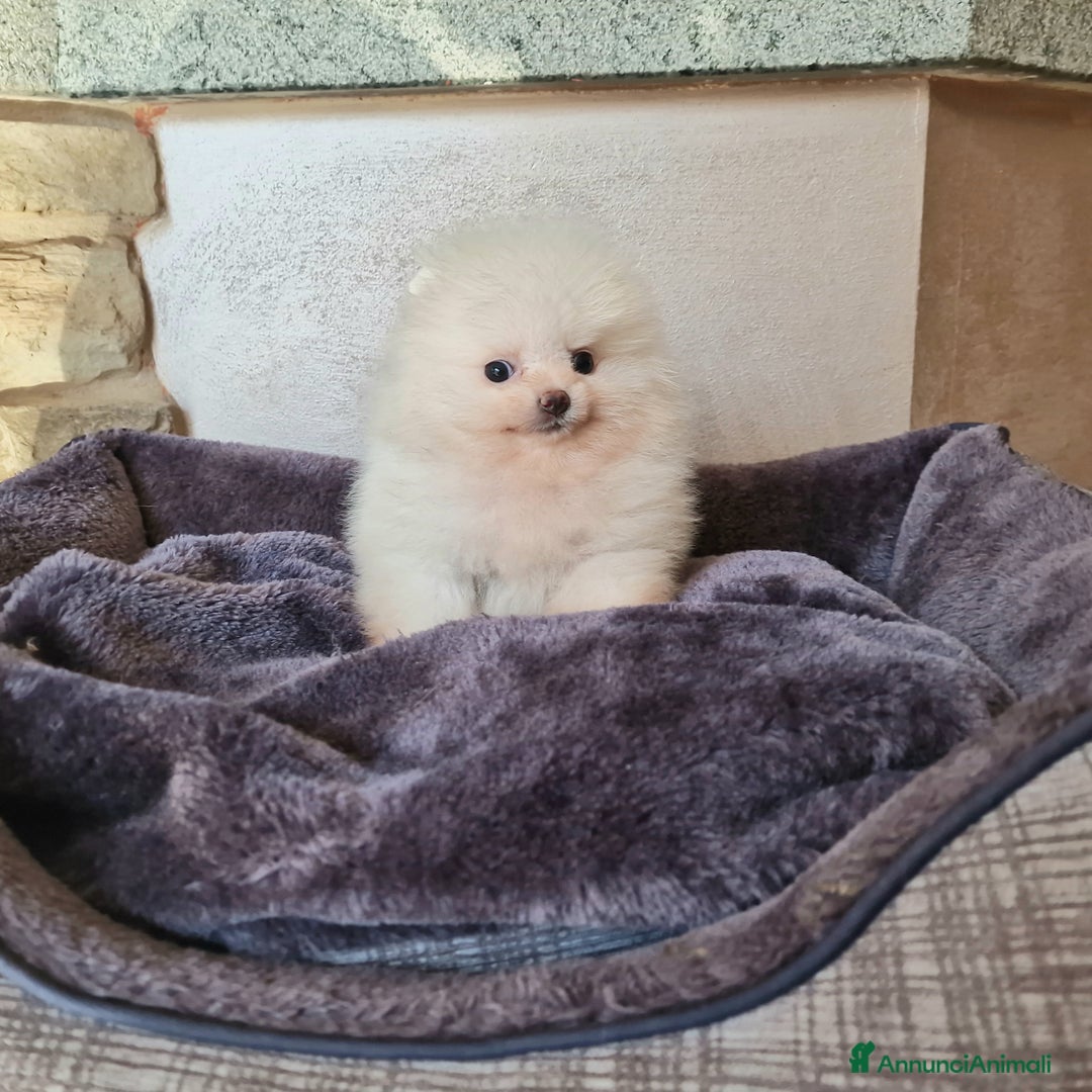 Spitz cani in vendita: Spitz tedesco NANO ( POMERANIA  ) a Provincia di Monza e della Brianza - Annuncio 8