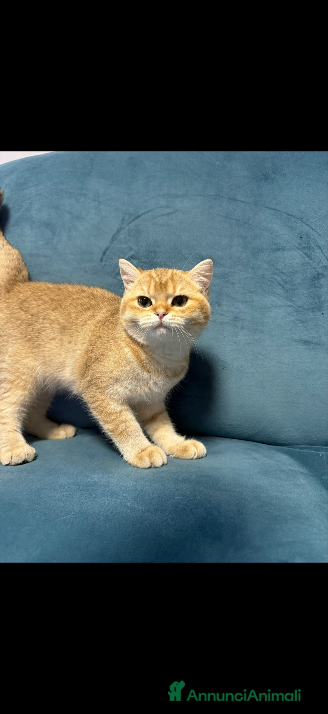 British gatti in vendita: British femmina Golden  - Annuncio 3