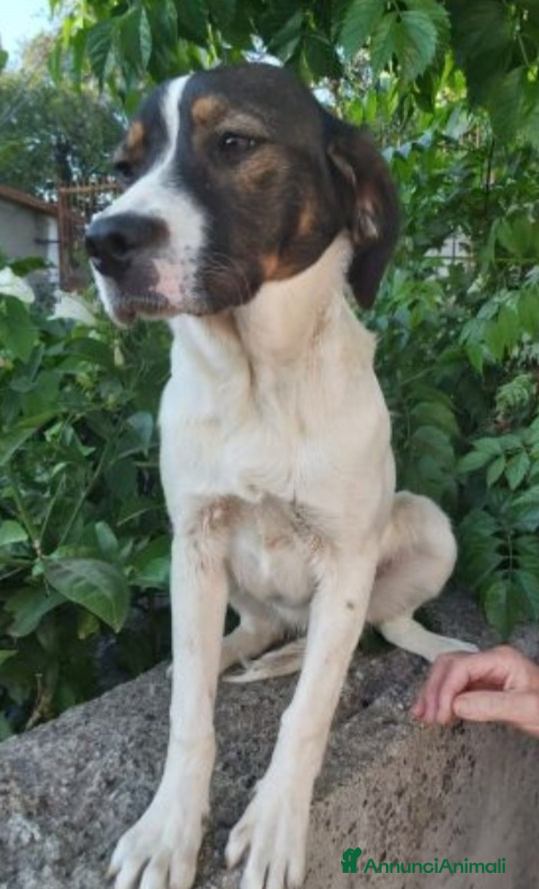 Meticcio cani in regalo: 2mix Breton 20mesi finiti in 1pessimo canile.CALAB a Città metropolitana di Milano - Annuncio 4