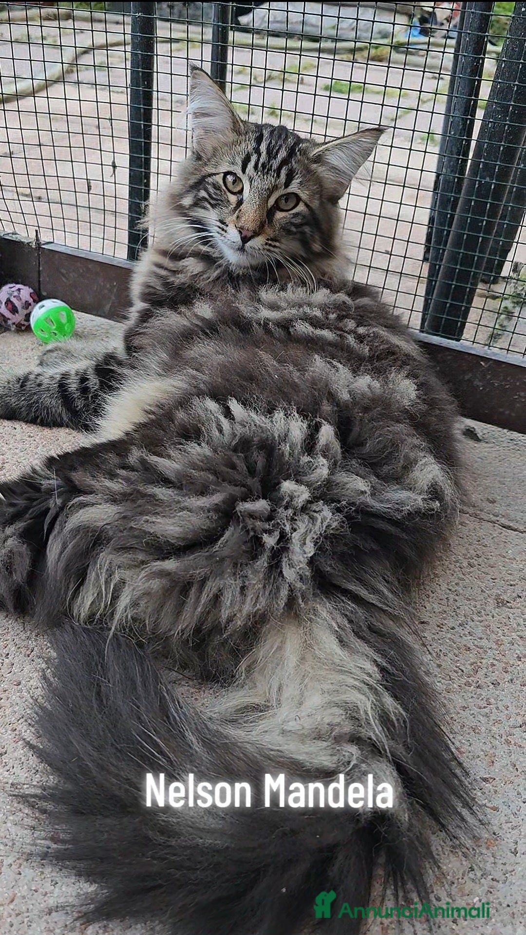 Norvegese gatti Cuccioli di Norvegese delle Foreste - Annuncio 1