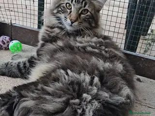 Norvegese gatti Cuccioli di Norvegese delle Foreste - Annuncio 2