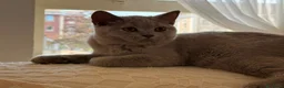 British gatti in vendita: Quattro piccoli British cercano casa 🐾 - Annuncio 15