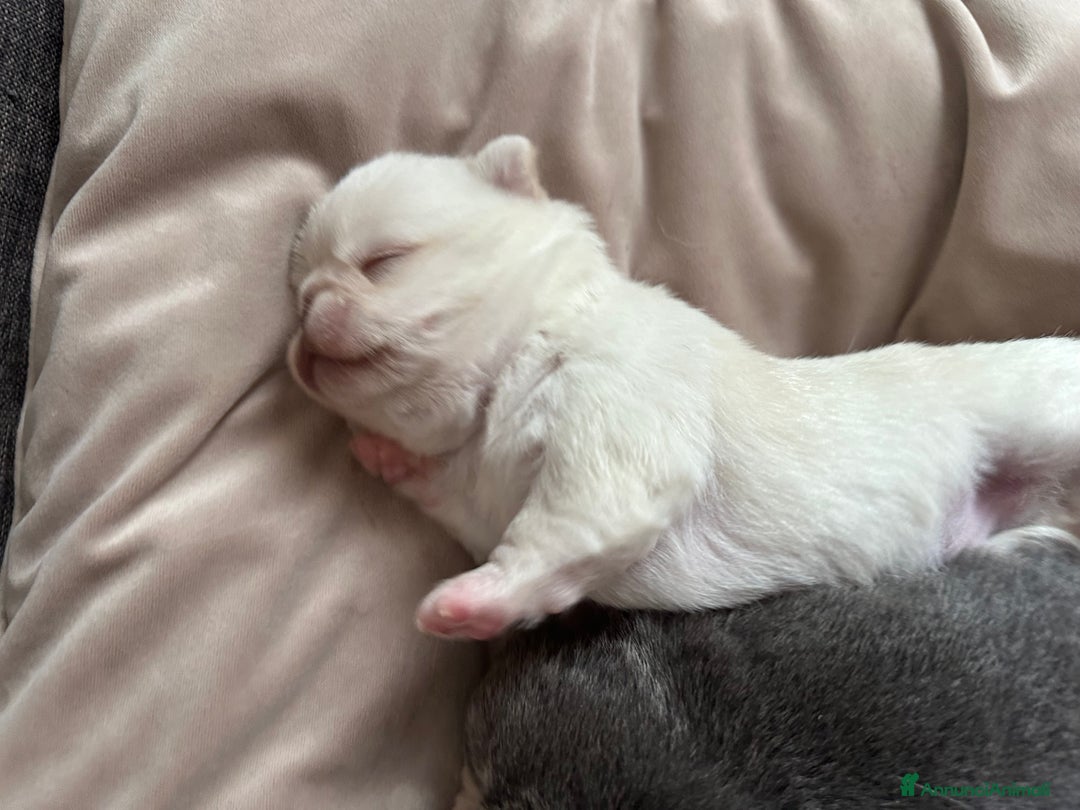 Chihuahua cani in vendita: cuccioli chihuahua - Annuncio 6