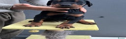 Dobermann cani in vendita: Cucciolata Dobermann Messina - Annuncio 4