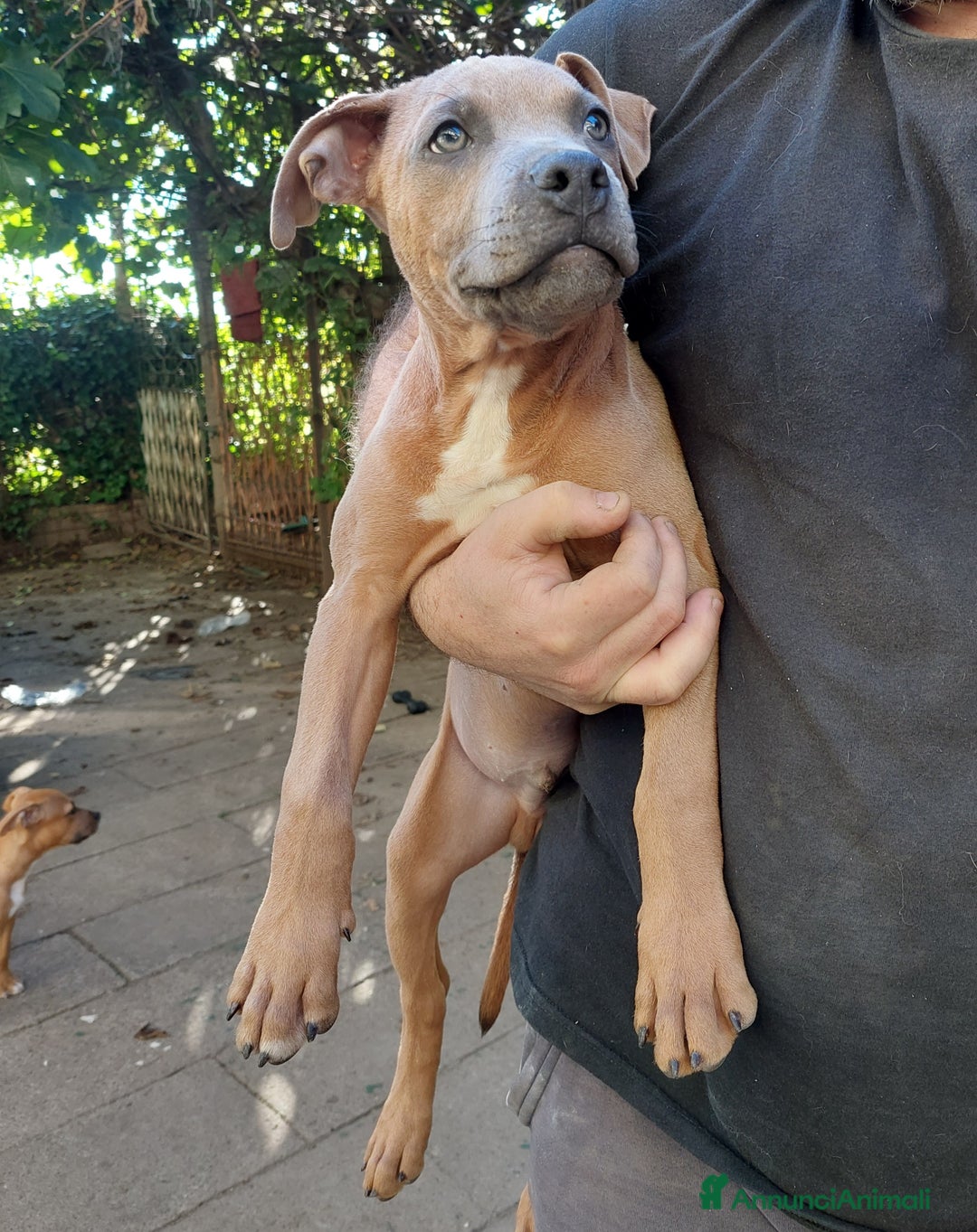 American Bully cani in vendita: Cuccioli American pit bull terrier  - Annuncio 2