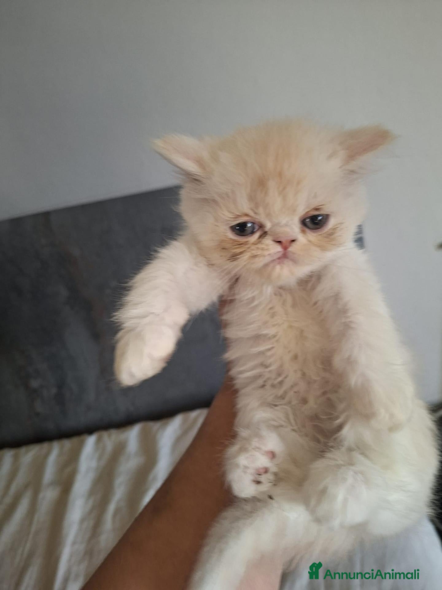 Exotic Shorthair gatti Exotic shorthair maschietto - Annuncio 3