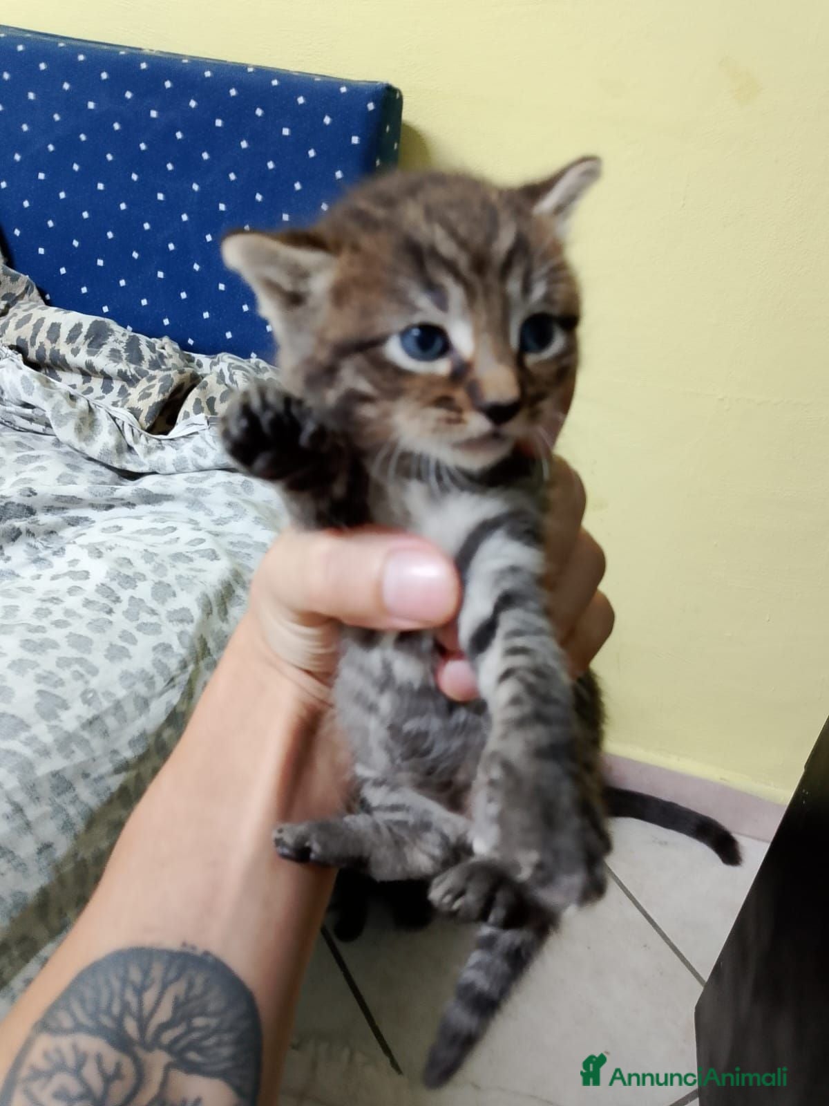 Meticcio gatti Regalo gatti piccolini  - Annuncio 3