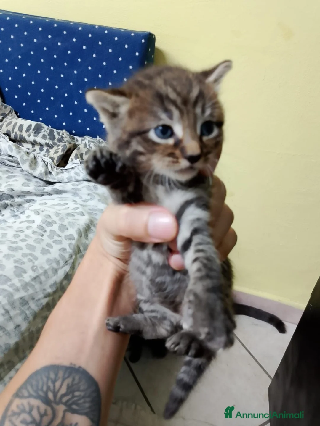 Meticcio gatti in regalo: Regalo gatti piccolini  - Annuncio 1