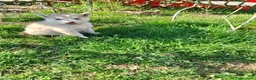 Husky cani in vendita: Siberian husky  - Annuncio 5