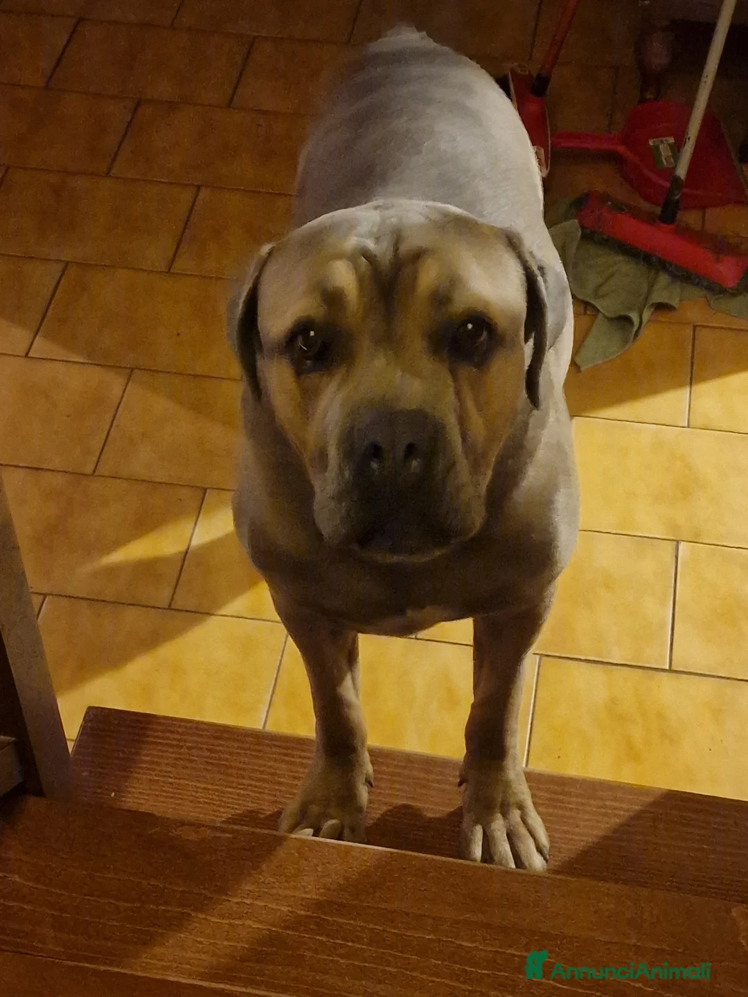Cane Corso cani in regalo: Vendo cane corso a Provincia di Ferrara - Annuncio 2