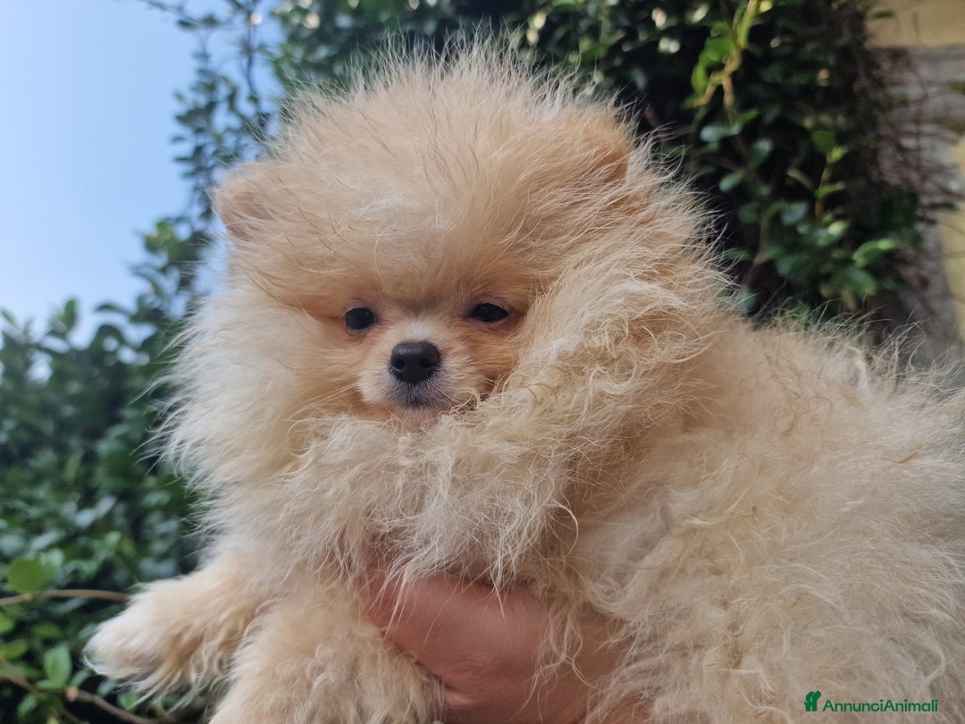 Volpino Pomerania cani in vendita: Due maschietti disponibili  - Annuncio 6