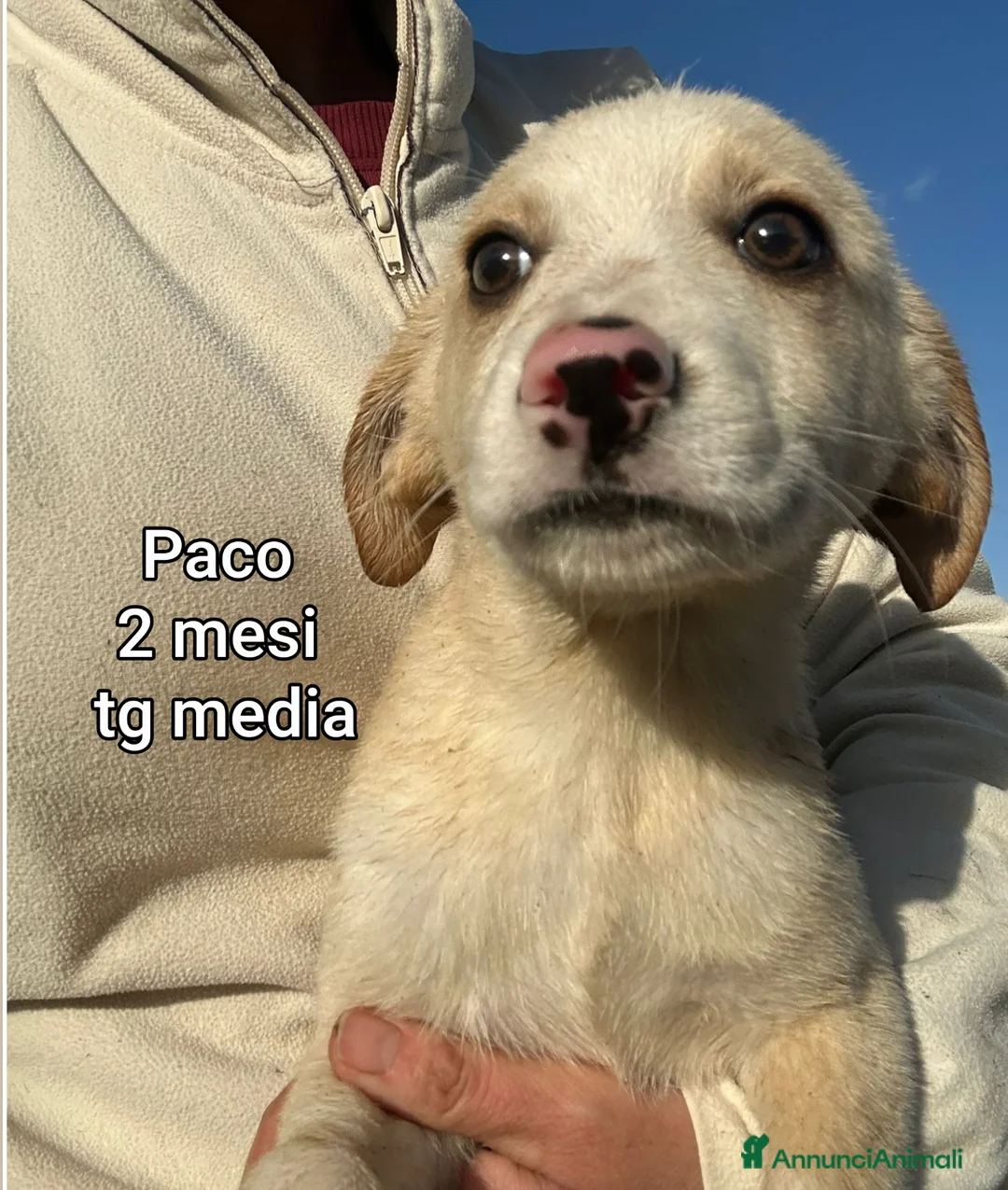 Meticcio cani in regalo: CUCCIOLI SENZA CASA TENERISSIMI  - Annuncio 12