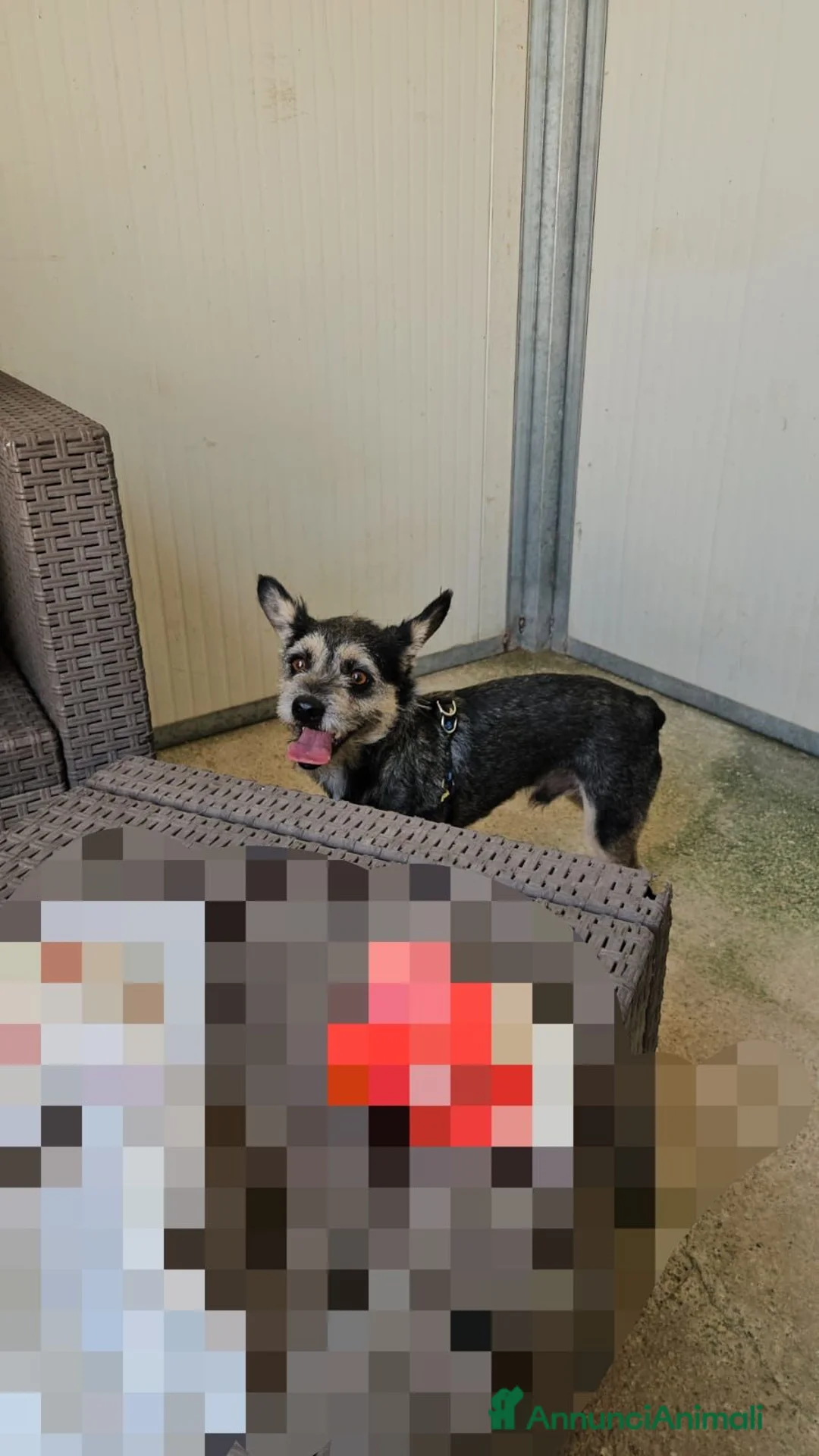 Meticcio cani in regalo: Bueno: taglia piccola, dolce e socievole  - Annuncio 2