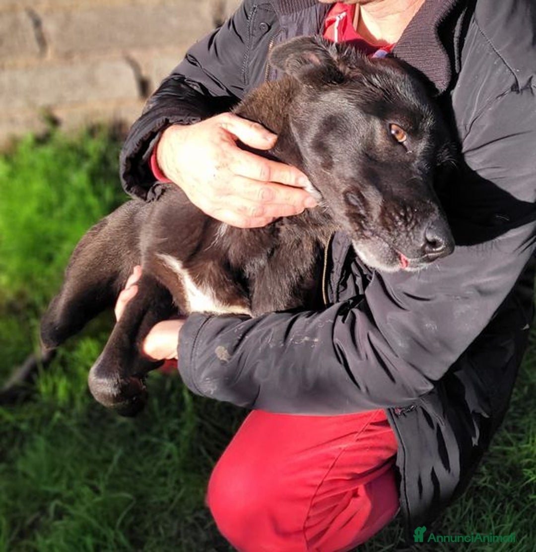 Labrador cani in regalo: Bibbi' la gioia del suo essere ti prende il cuore - Annuncio 2