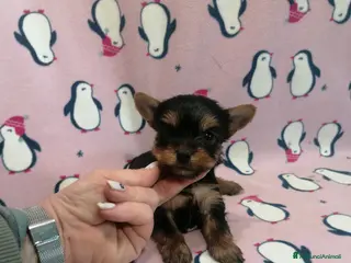 Yorkshire cani in vendita: Yorkshire Terrier cuccioli - Annuncio 1