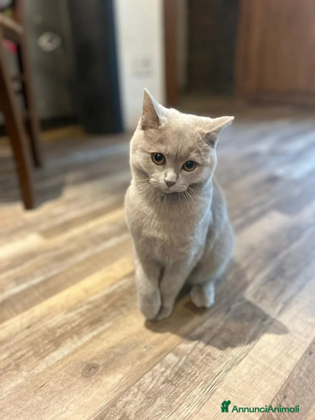 British gatti in vendita: Gattino British  - Annuncio 2