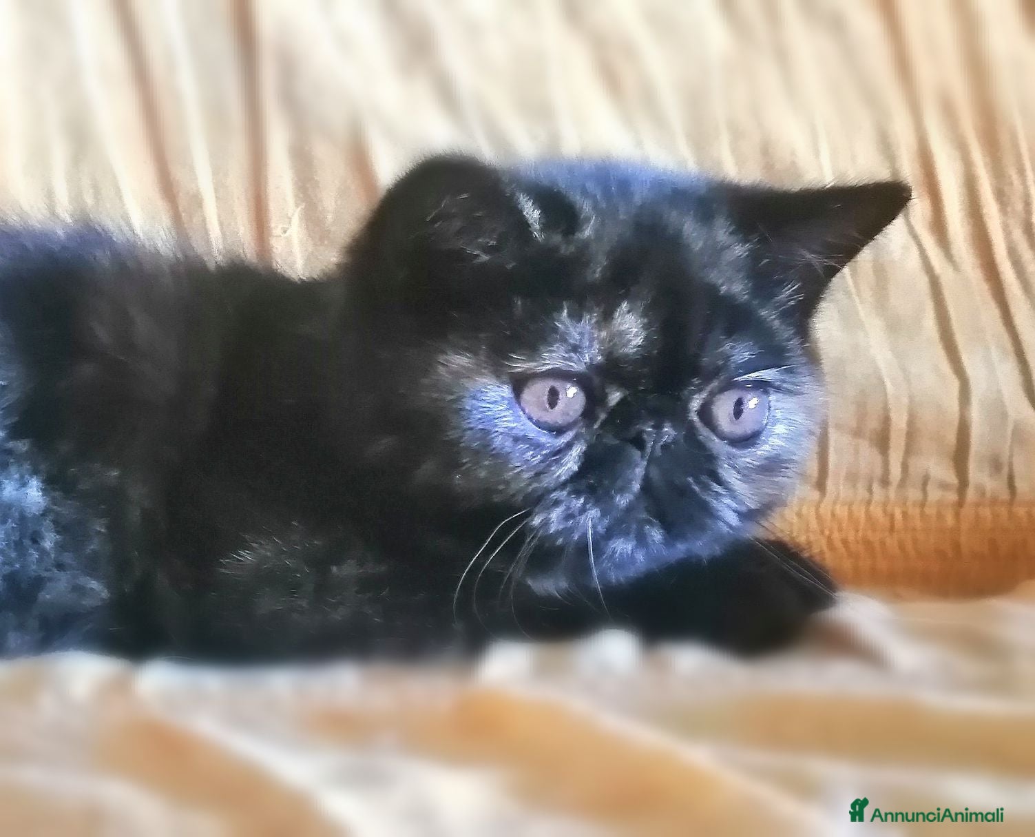 Exotic Shorthair gatti Exotic shorthair gattina con pedigree  - Annuncio 4