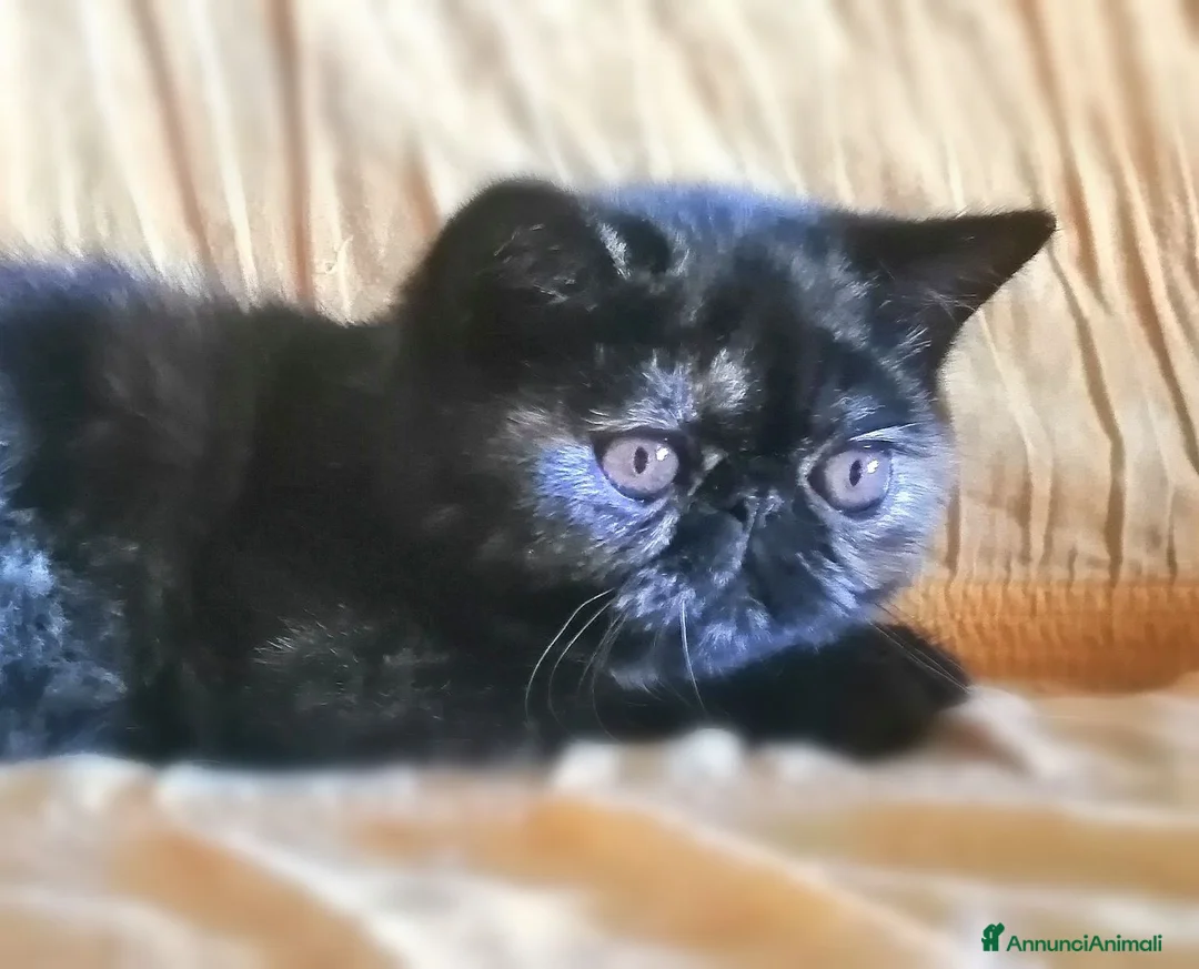 Exotic Shorthair gatti in vendita: Exotic shorthair gattina con pedigree  - Annuncio 1