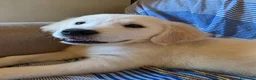 Golden Retriever cani in vendita: Golden retriever inglese - Annuncio 6