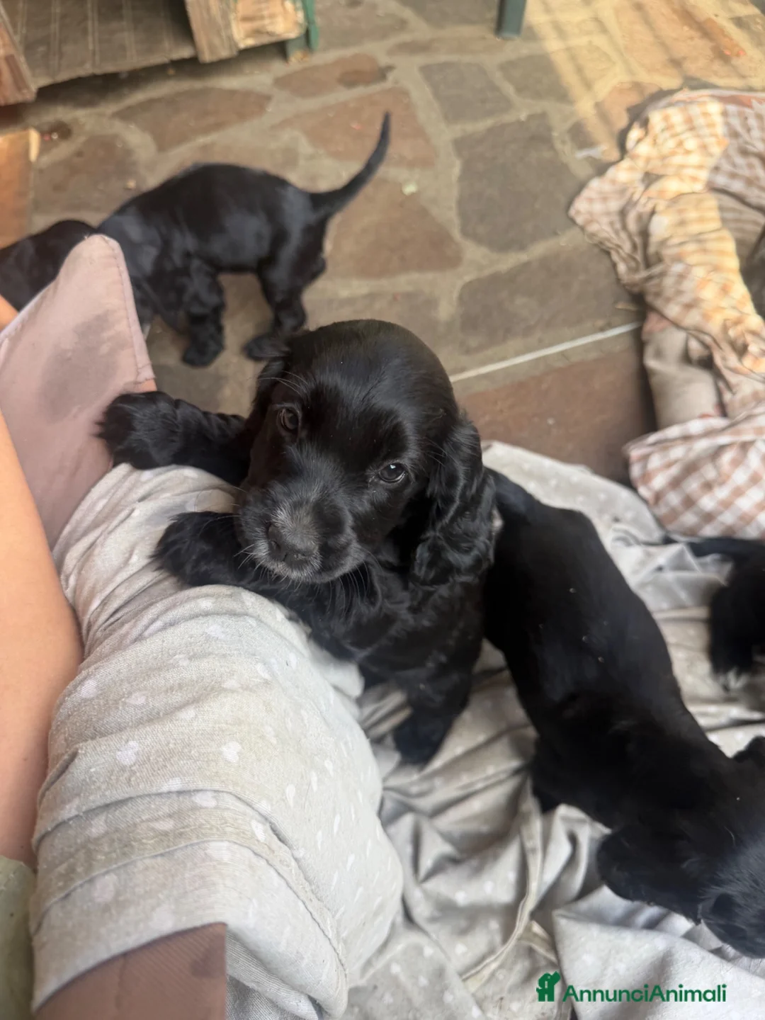 Cocker cani in vendita: Cuccioli di cocker  - Annuncio 2
