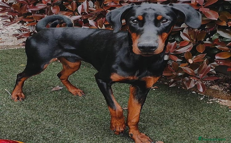 Dobermann cani - Annuncio 2