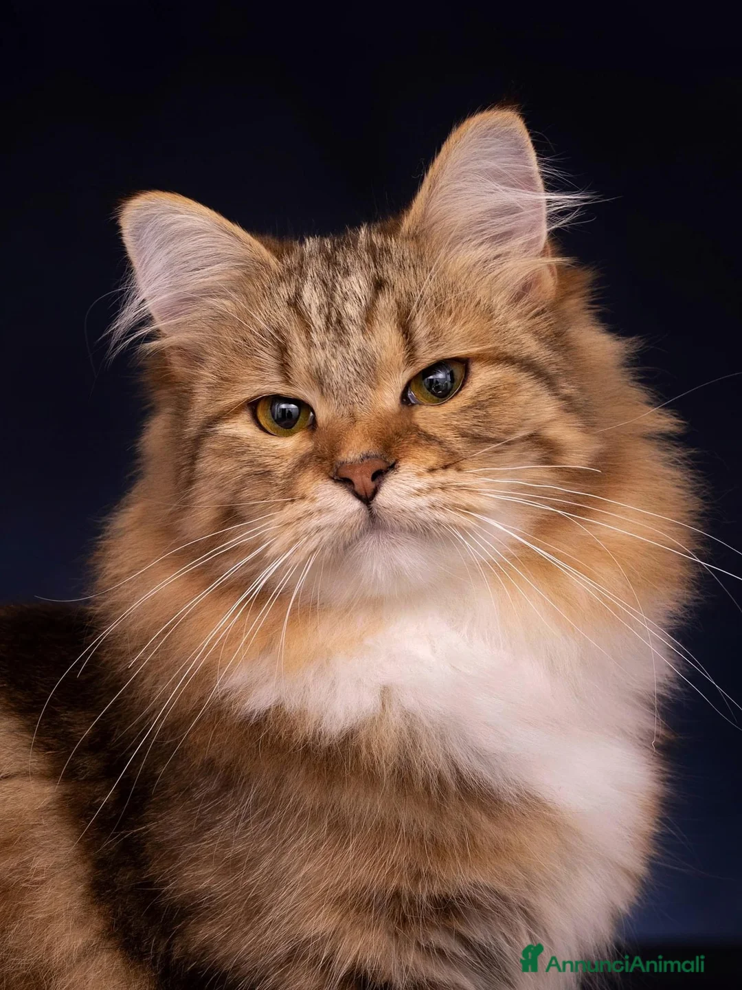 Immagine della galleria {{count}}