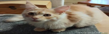 Maine Coon 2
