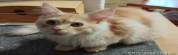 Maine Coon gatti in vendita: Dolcissimi cuccioli di Maine Coon xxl - Annuncio 16