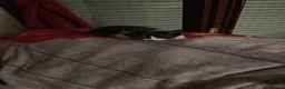 Meticcio gatti in regalo: Cedo in adozione gattino a Provincia di Chieti - Annuncio 2