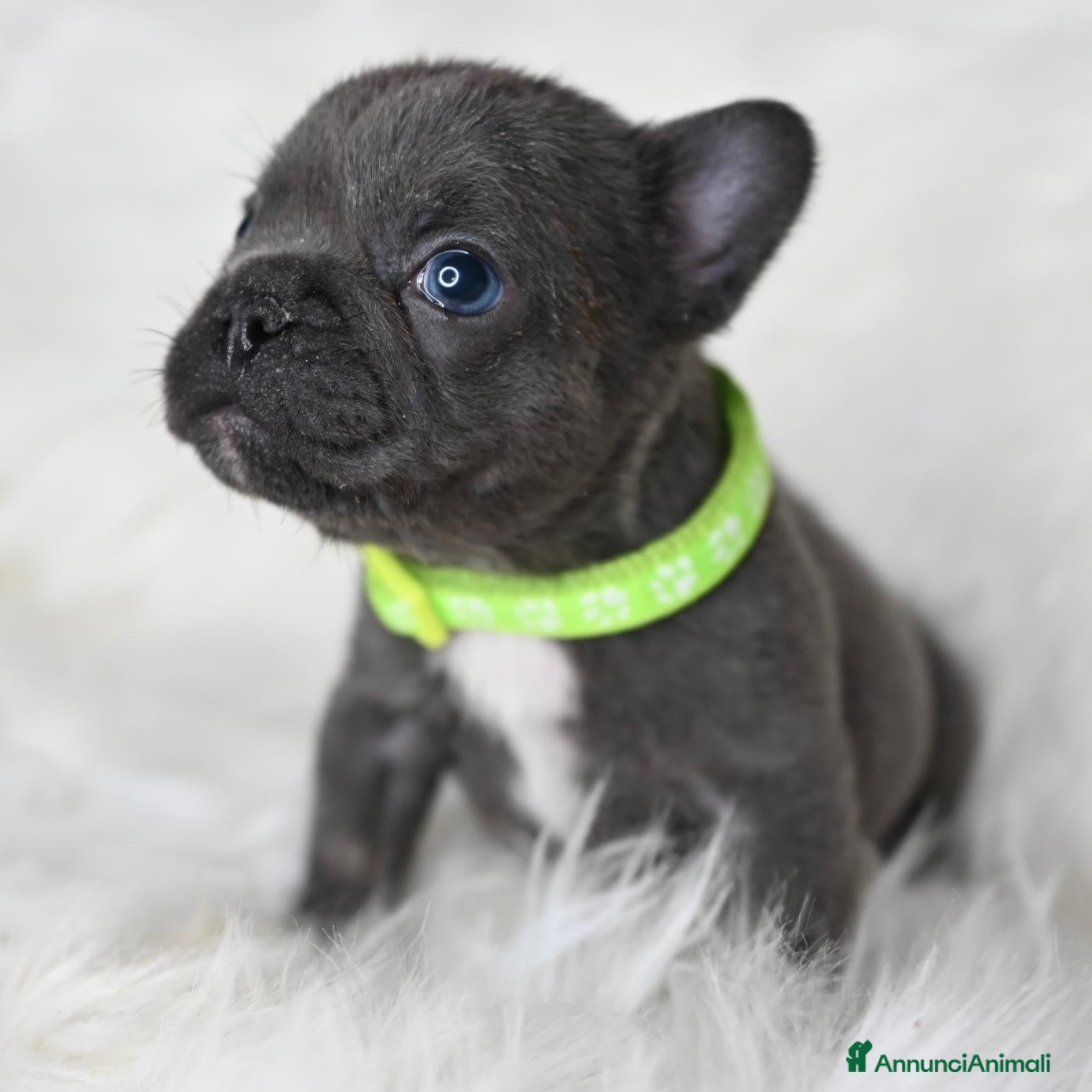 Bulldog Francese cani 3 meravigliosi cuccioli di bulldog francese - Annuncio 36