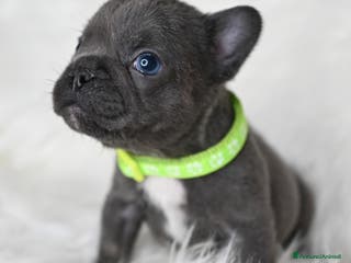 Bulldog Francese cani 3 meravigliosi cuccioli di bulldog francese - Annuncio 36