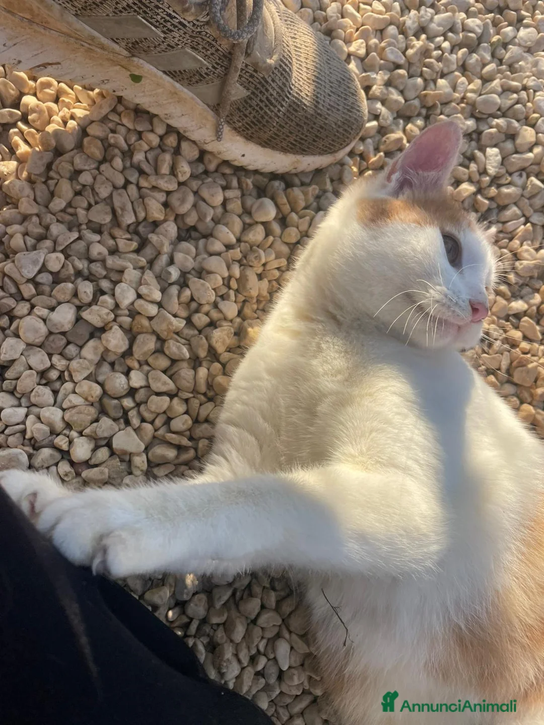 Meticcio gatti in regalo: SONO RIMASTO SOLO, MI ADOTTI? - Annuncio 6