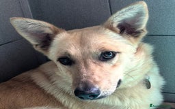 Affenpinscher cani in regalo: MANUEL DOLCE CAGNOLINO - Immagine 2