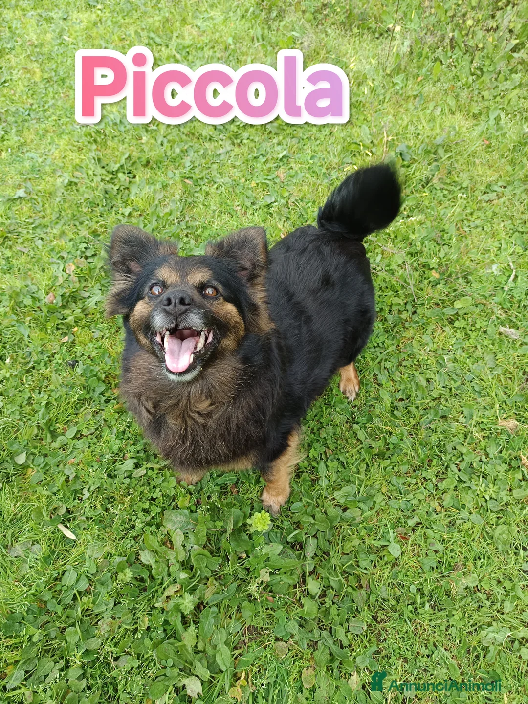 Meticcio cani in regalo: Piccola taglia medio piccola cerca famiglia a Provincia di Varese - Annuncio 2