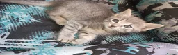 Altre razze gatti in vendita: Gattino (Padre Certosino) - Annuncio 7