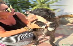 Meticcio cani in regalo: Stefano, Nicola & Giacomo, 3 mesi a Provincia di Bergamo - Immagine 16