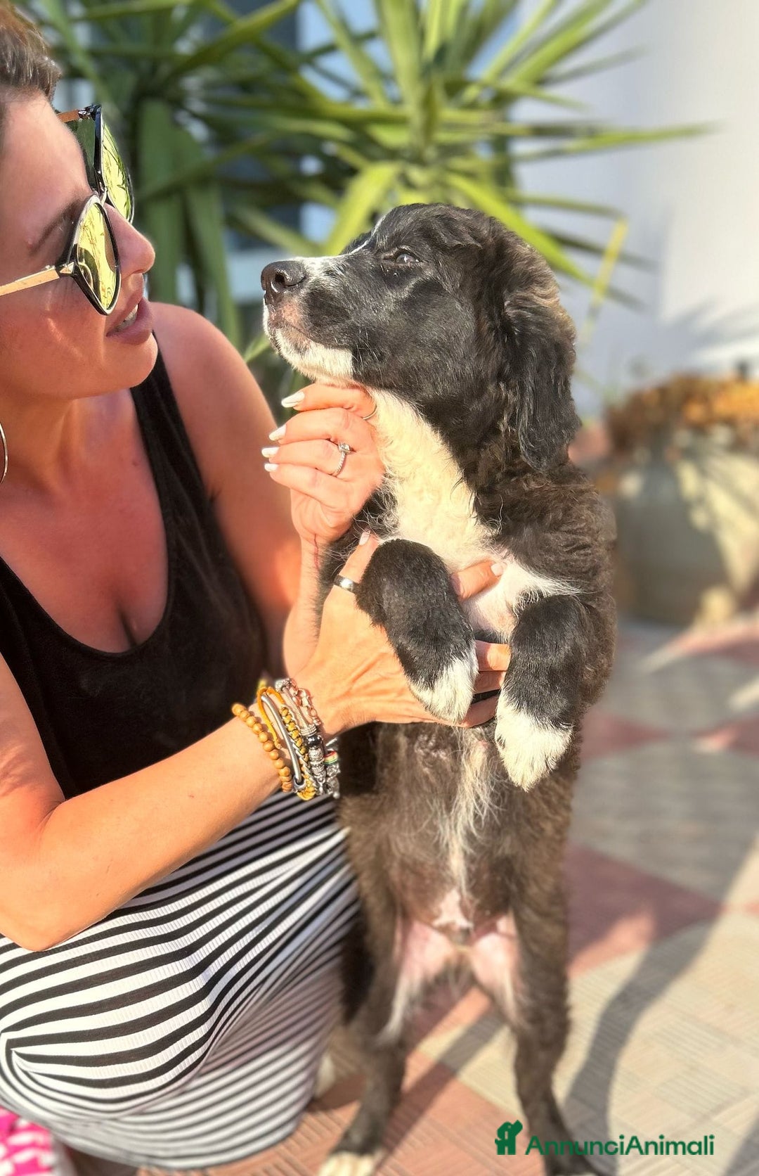 Meticcio cani in regalo: Stefano, Nicola & Giacomo, 3 mesi a Provincia di Bergamo - Immagine 16